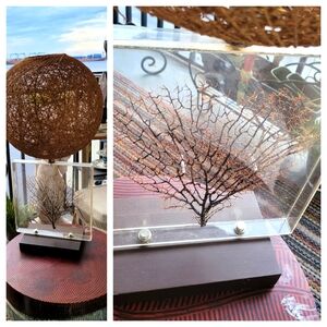 ACRYLIC encased SEA FAN LAMP BASE 14"